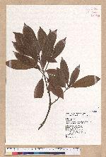 Litsea elongata (Wall. ex Nees) Benth. et Hook. f. var. mushaensis (Hayata) J. C. Liao 霧社木薑子