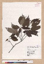 Castanopsis formosana (Skan) Hayata 臺灣栲