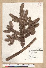 Abies kawakamii (Hayata) Ito 臺灣冷杉