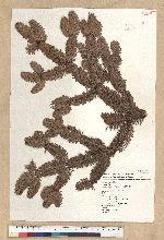 Abies kawakamii (Hayata) Ito 臺灣冷杉