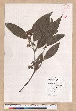 Litsea morrisonensis Hayata 玉山木薑子