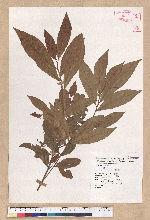 Litsea hypophaea Hayata 小梗木薑子(黃肉樹)