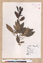 Litsea morrisonensis Hayata 玉山木薑子