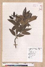 Litsea morrisonensis Hayata 玉山木薑子