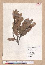 Pasania formosana (Skan) Schott. 臺灣柯
