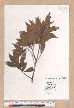 Litsea coreana H. Levl. 鹿皮斑木薑子