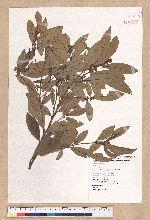 Litsea morrisonensis Hayata 玉山木薑子