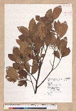 Litsea morrisonensis Hayata 玉山木薑子