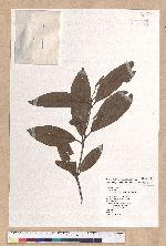 Litsea morrisonensis Hayata 玉山木薑子