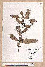 Litsea morrisonensis Hayata 玉山木薑子