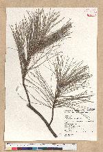 Pinus taiwanensis Hayata 臺灣二葉松