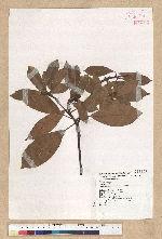 Machilus thunbergii Siebold & Zucc. 紅楠(豬腳楠)
