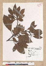 Machilus thunbergii Siebold & Zucc. 紅楠(豬腳楠)