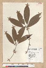 Neolitsea aciculata (Blume) Koidz. var. variabillima (Hayata) J. C. Liao 變葉新木薑子