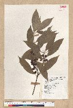 Neolitsea sericea (Blume) Koidz. 白新木薑子