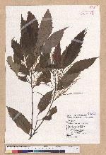 Castanopsis formosana (Skan) Hayata 臺灣栲