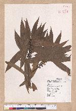 Litsea acuminata (Blume) Kurata 長葉木薑子