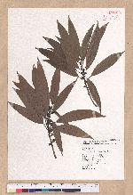 Litsea acuminata (Blume) Kurata 長葉木薑子