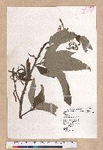Quercus variabilis Blume 栓皮櫟
