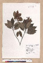 Litsea coreana H. Levl. 鹿皮斑木薑子