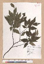Fagus hayatae Palib. 臺灣山毛櫸