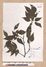 Fagus hayatae Palib. 臺灣山毛櫸