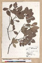 Machilus obovatifolia (Hayata) Kanehira & Sasaki 倒卵葉楠