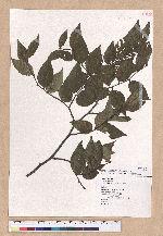 Fagus hayatae Palib. 臺灣山毛櫸