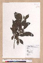 Lindera erythrocarpa Makino 鐵釘樹(紅果釣樟)