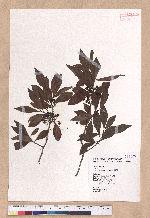 Lindera erythrocarpa Makino 鐵釘樹(紅果釣樟)