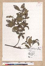 Litsea hypophaea Hayata 小梗木薑子(黃肉樹)