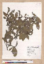 Litsea hypophaea Hayata 小梗木薑子(黃肉樹)