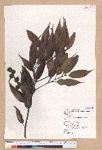 Castanopsis carlesii (Hemsl.) Hayata var. sessilis Nakai 鋸葉長尾栲