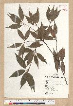Neolitsea acuminatissima (Hayata) Kanehira et Sasaki 高山新木薑子