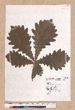 Quercus dentata Thunb. ex Murray 槲樹