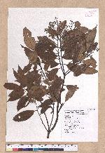 Cinnamomum subavenium Miq. 細葉香樟(香桂)