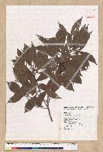 Machilus konishii Hayata 小西氏楠