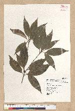Neolitsea sericea (Blume) Koidz. 白新木薑子