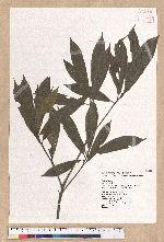 Litsea elongata (Wall. ex Nees) Benth. et Hook. f. var. mushaensis (Hayata) J. C. Liao 霧社木薑子