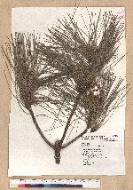 Pinus taiwanensis Hayata 臺灣二葉松