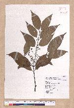 Cinnamomum osmophloeum Kanehira 土肉桂