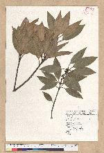 Neolitsea sericea (Blume) Koidz. var. aurata (Hayata) Hatusima 金新木薑子