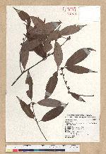 Neolitsea aciculata (Blume) Koidz. var. variabillima (Hayata) J. C. Liao 變葉新木薑子