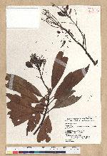 Machilus zuihoensis Hayata var. mushaensis (Lu) Y. C. Liu 青葉楠(霧社楨楠)