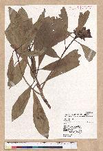 Machilus japonica Siebold et Zucc. var. kusanoi (Hayata) Liao 大葉楠
