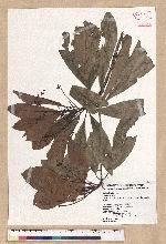 Machilus japonica Siebold et Zucc. var. kusanoi (Hayata) Liao 大葉楠
