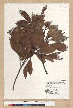 Machilus thunbergii Siebold & Zucc. 紅楠(豬腳楠)