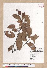 Cryptocarya chinensis (Hance) Hemsl. 厚殼桂