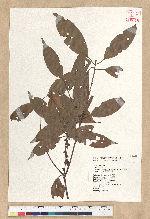 Neolitsea aciculata (Blume) Koidz. var. variabillima (Hayata) J. C. Liao 變葉新木薑子