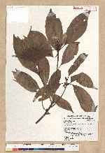 Machilus psendolongifolia Hayata 假長葉楠